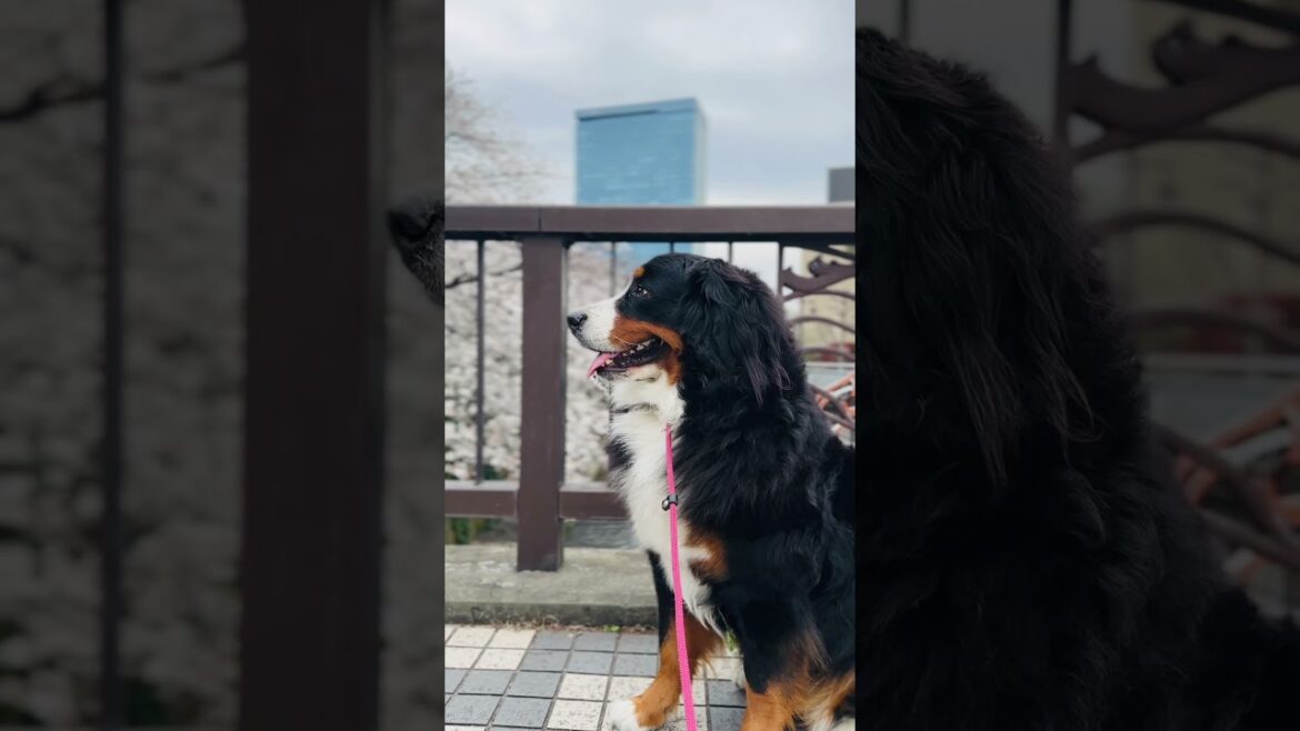 バーニーズマウンテンドッグと神田川のお花見散歩