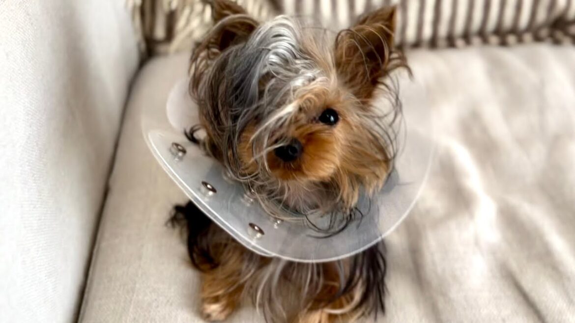 入院と手術してきました【ヨークシャテリア】