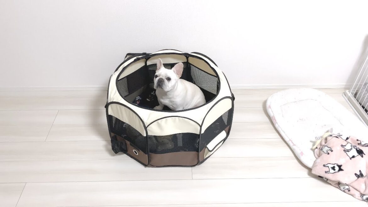 しばらくママと別居することになりました…【フレンチブルドッグ frenchbulldog】 しばらくママと別居することになりました…【フレンチブルドッグ frenchbulldog】