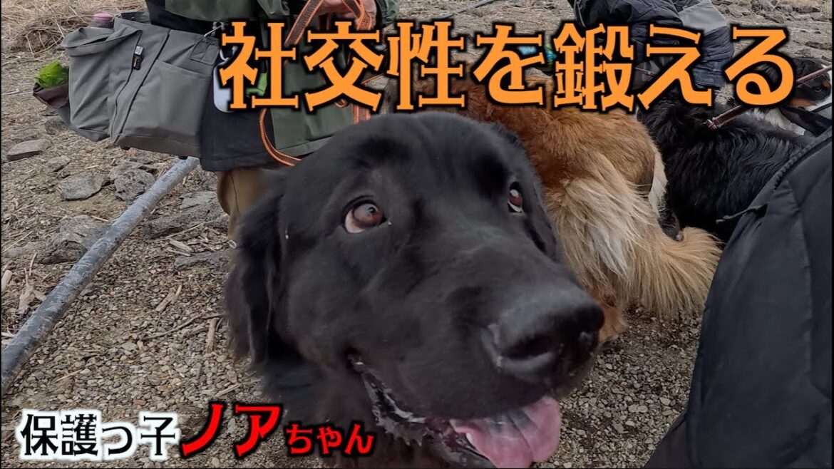 吠える！飛びかかる犬を鍛える
