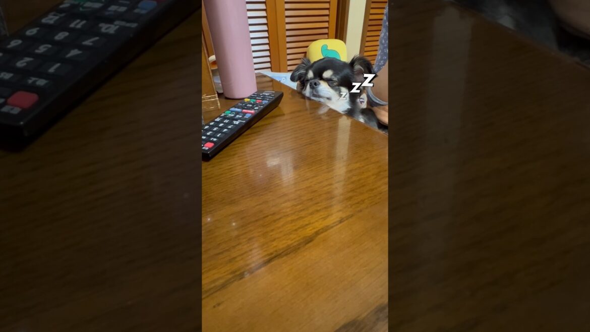 【番外編】チビのうたた寝🐶💤#チワワ #柴犬 #shorts