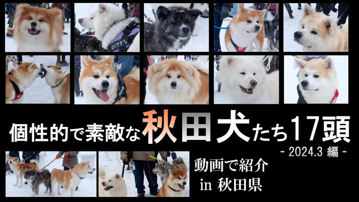 【秋田犬の種類】個性的で素敵な秋田犬17頭を収録しました。赤毛、虎毛、白毛、長毛種(ムク毛)、子犬、多頭飼い、柴犬と同居など。編集：2024年3月。撮影：秋田県。去年のもふもふオフ会の映像とご一緒に。