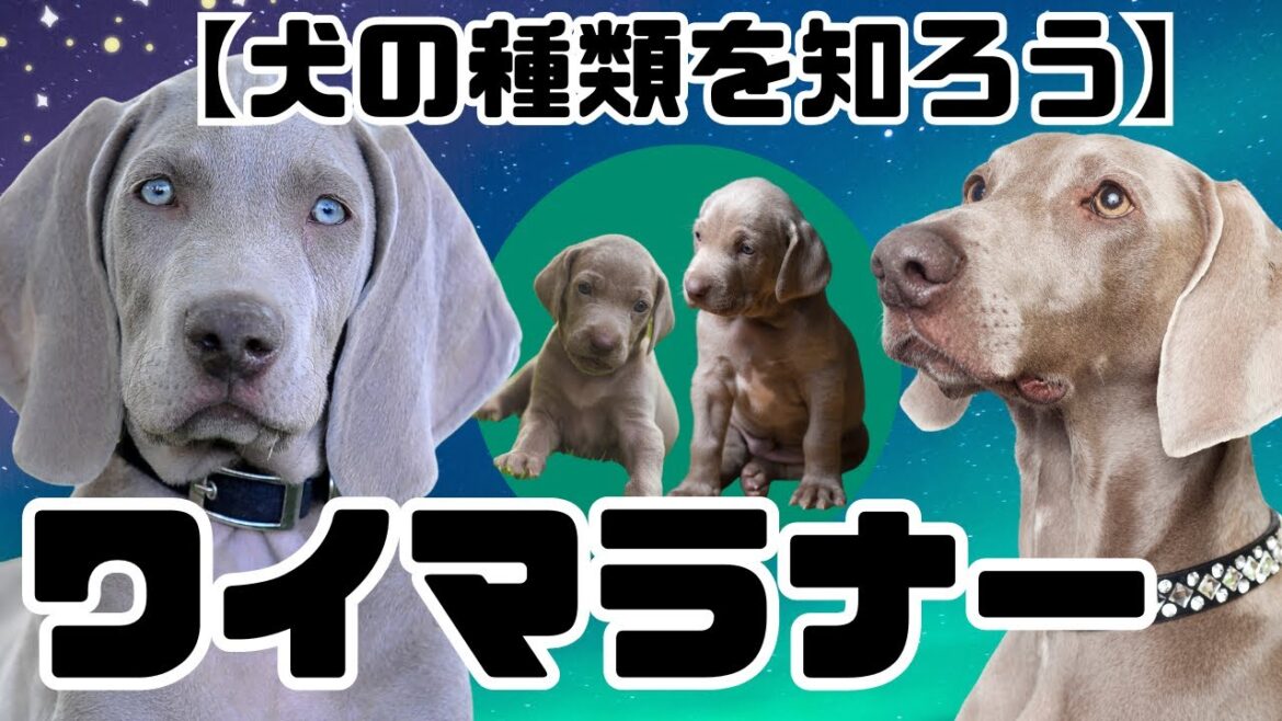 【犬の種類を知ろう】ワイマラナー 【犬の種類を知ろう】ワイマラナー