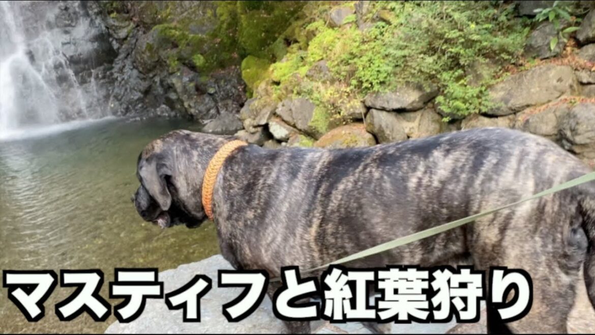 マスティフのベティと箕面滝道