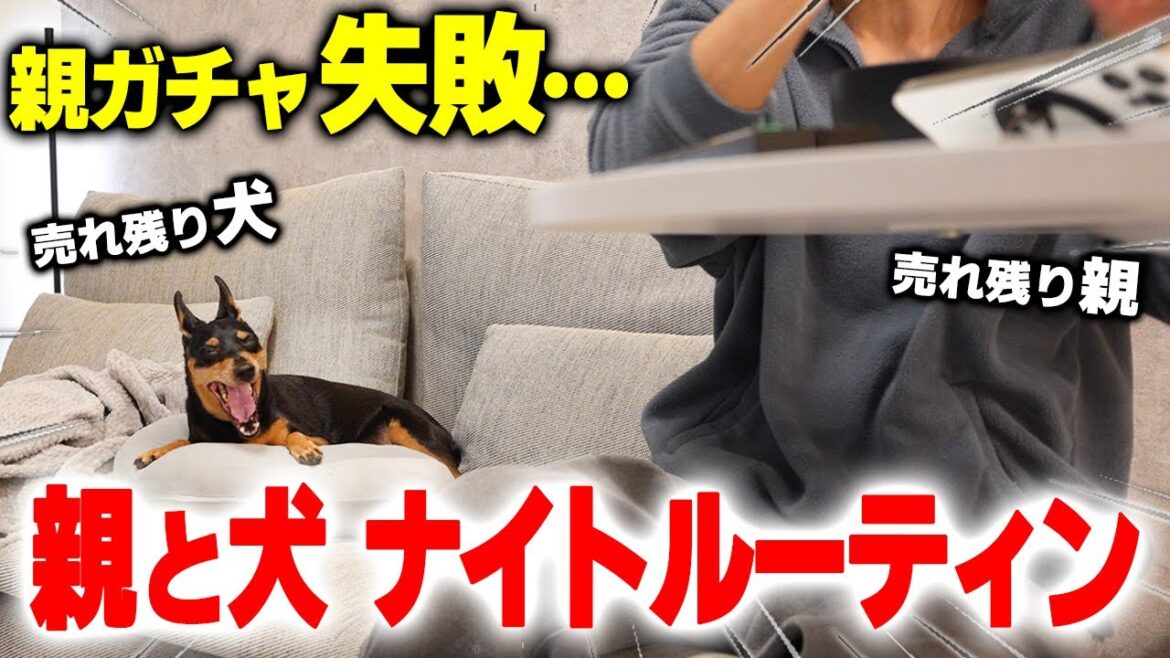 【ナイトルーティン】親ガチャ失敗した犬と絶望だらけのナイトルーティン