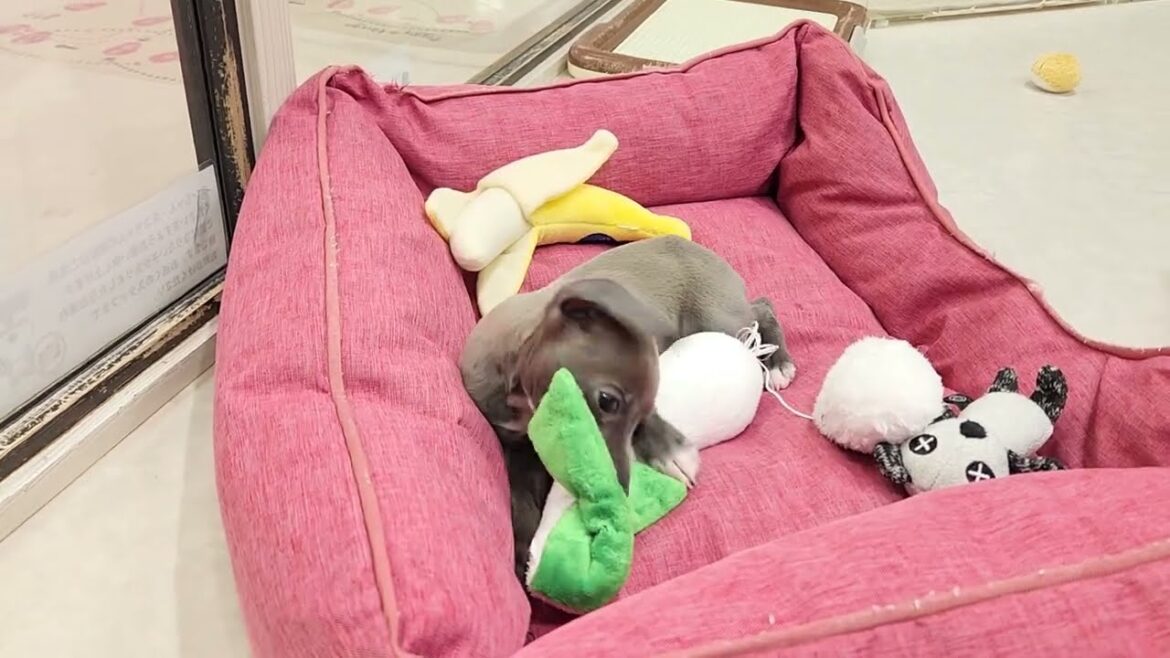 61129　イタリアングレーハウンド