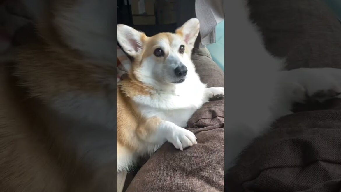 全力で愛おしい😂😂 #コーギー #くきたん