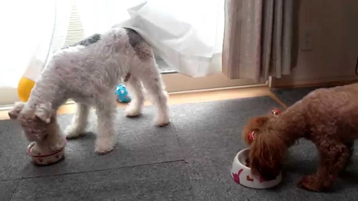 Wire Hair Fox Terrier and Poodle ワイヤーフォックステリアとトイプードル☆２匹で朝ごはん