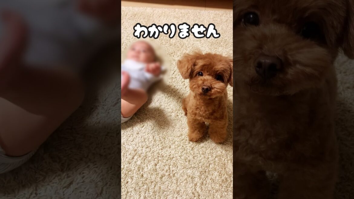 赤ちゃんとお話ししてる？トイプードル#toypoodle