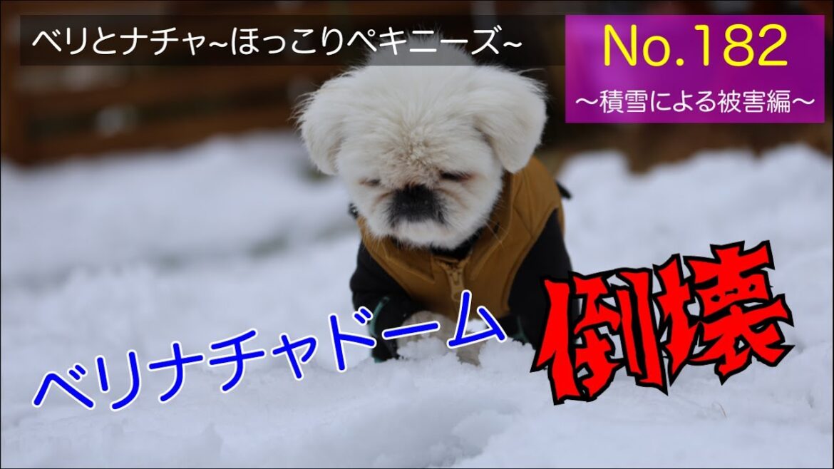 182『積雪による被害編』ベリとナチャ【ほっこりペキニーズ】