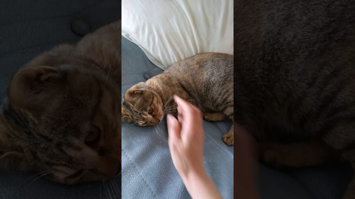 イングリッシュセター「マリー」と猫の「みるく」。帰宅したら大歓迎された　20180605