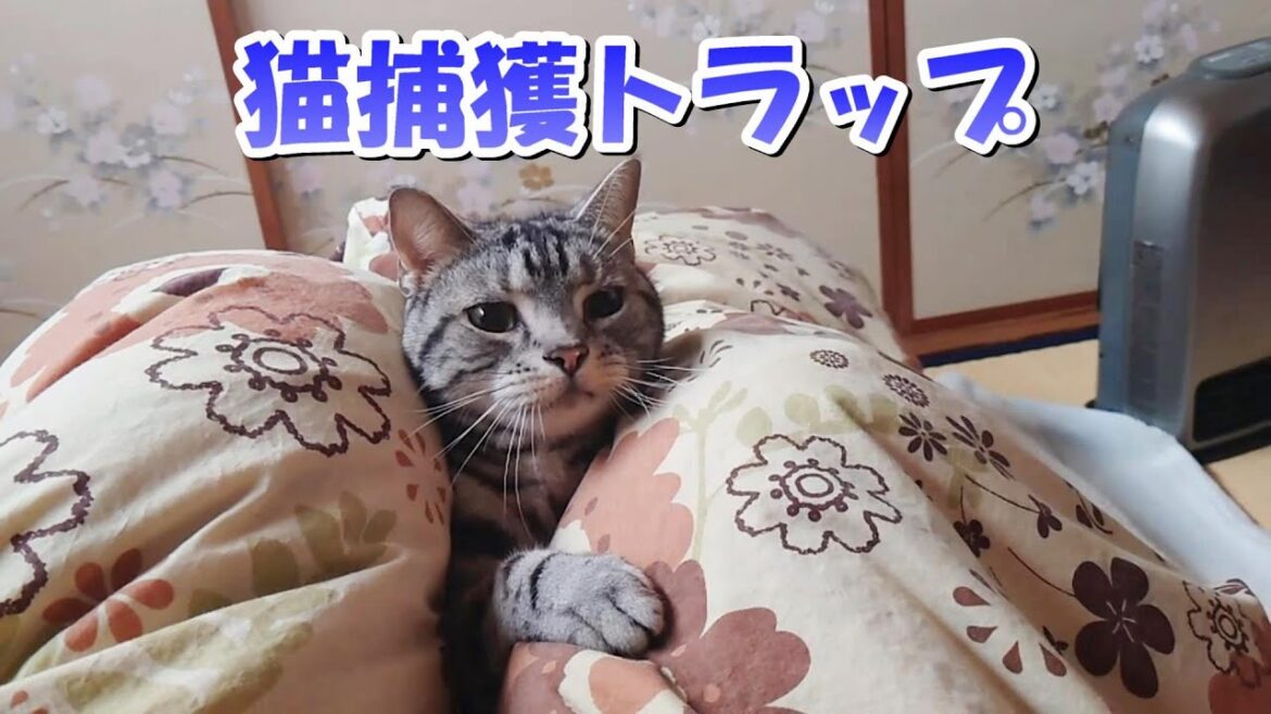 猫捕獲おふとんトラップ(アメリカンショートヘア) 猫捕獲おふとんトラップ(アメリカンショートヘア)