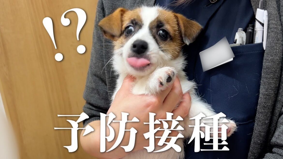 家では強気なのに病院では弱気な子犬/ジャックラッセルテリア