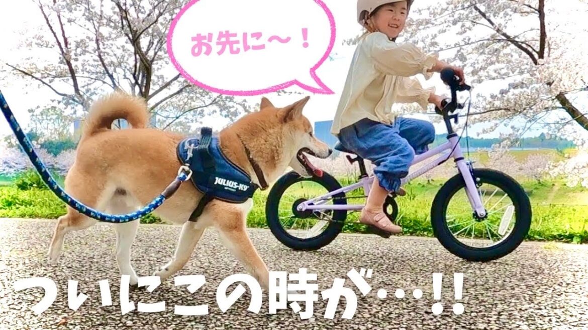 自転車乗れるようになった娘を追いかける柴犬の姿にほっこりした