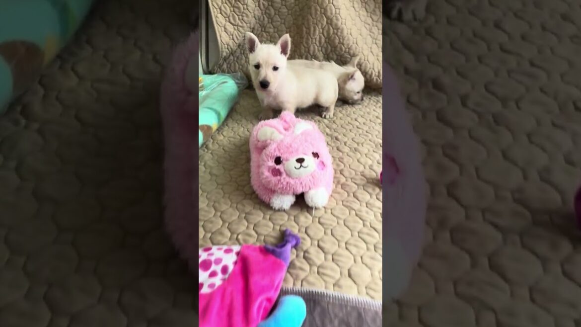 スコティッシュテリア(スコッチテリア) スコティッシュテリア(スコッチテリア)