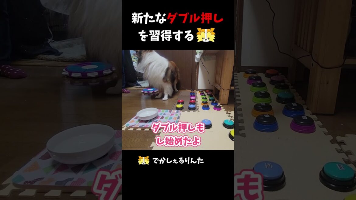 新たなダブル押しを習得するシェルティ #shorts