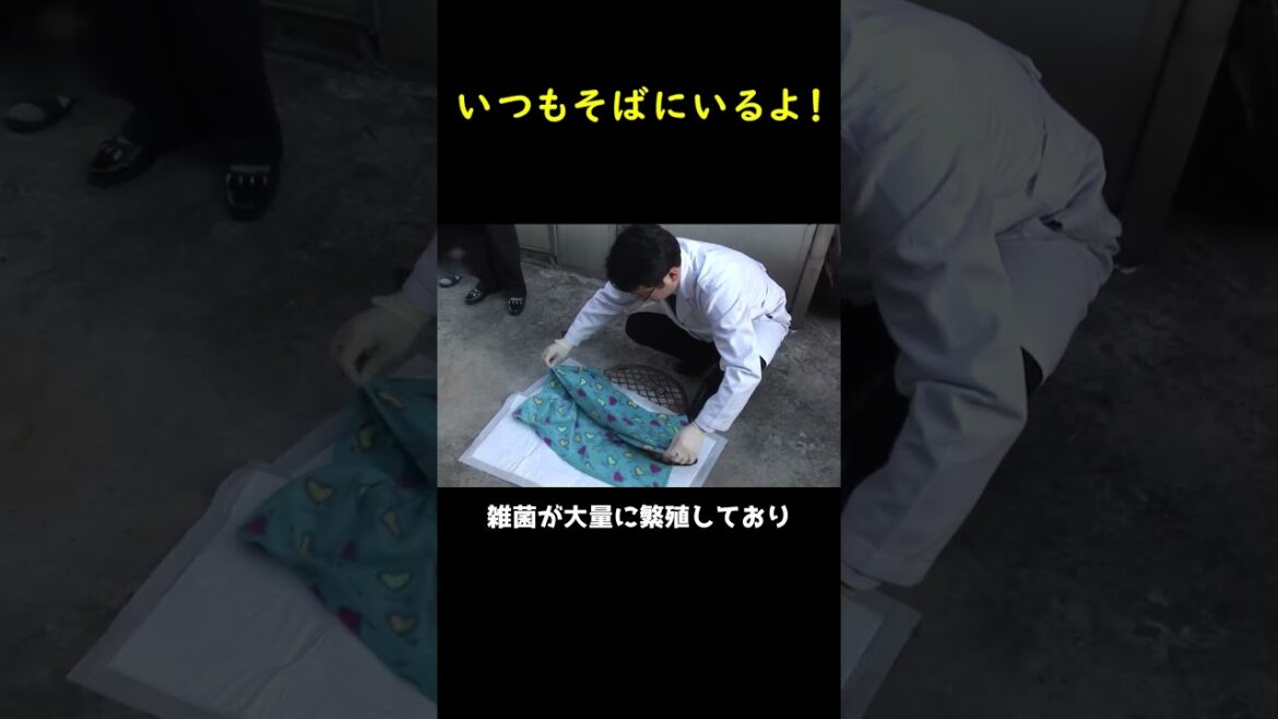 愛はいつもそばにいる！🐈