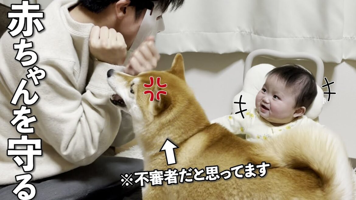 【爆笑】怪しいやつから赤ちゃんを全力で守る柴犬