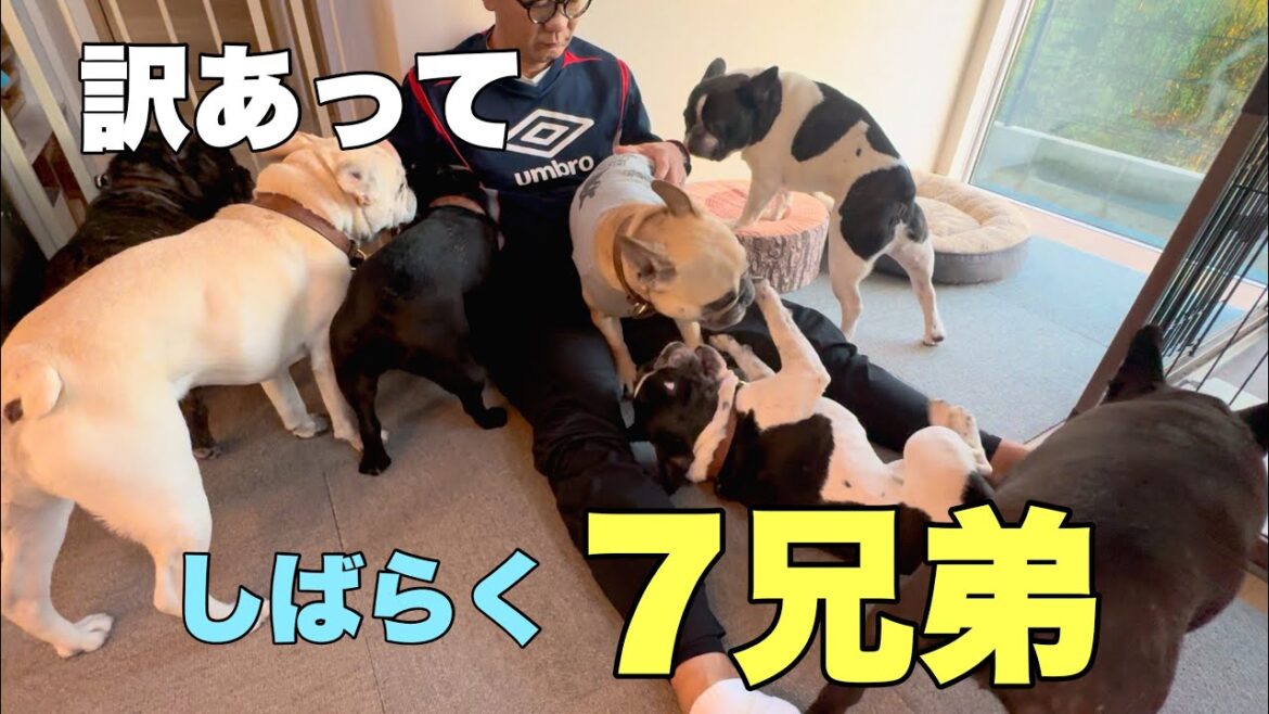 ええーついに7兄弟に⁉訳あってしばらくもう1頭増える生活です💦