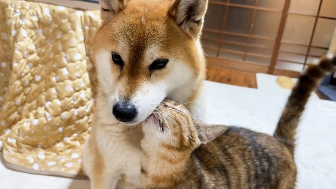 柴犬に甘えん坊になった末っ子猫は先輩猫にも頑張って歩み寄っています