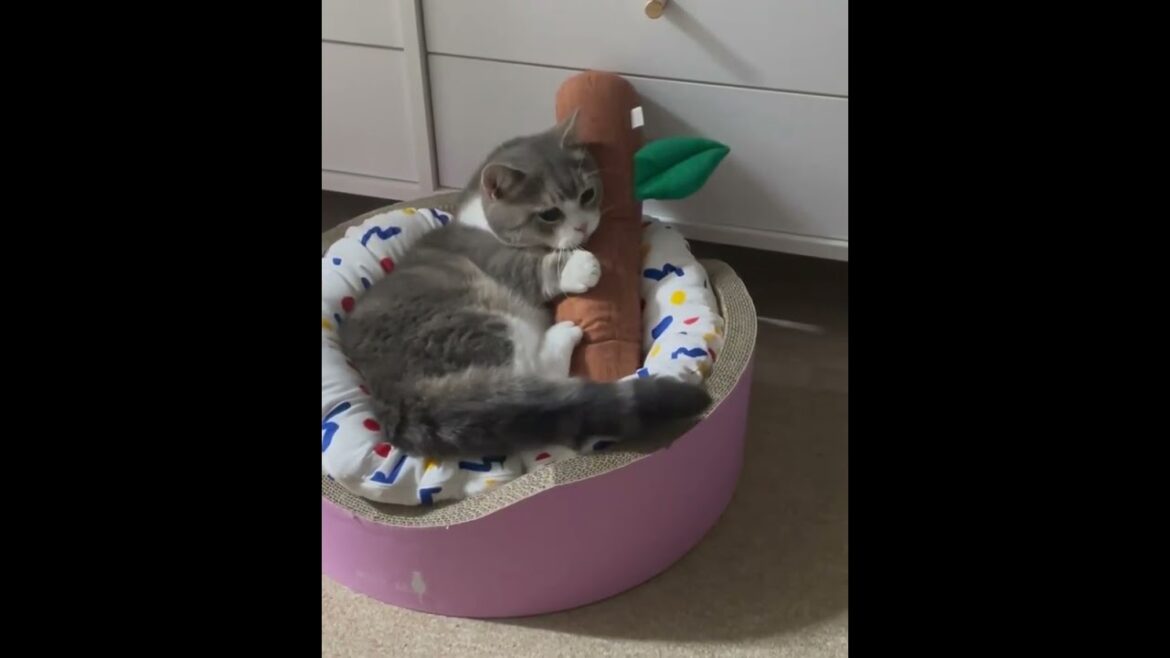 It’s my favorite toy ๐๐บ kitty love this ๐๐ #kitty #puppy #wildlife #funny #shorts It's my favorite toy ๐๐บ kitty love this ๐๐ #kitty #puppy #wildlife #funny #shorts