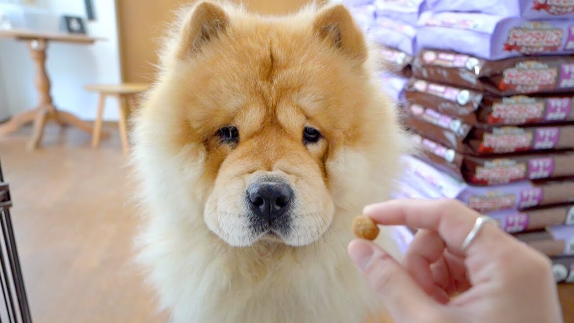 一粒のこすチャウチャウ犬