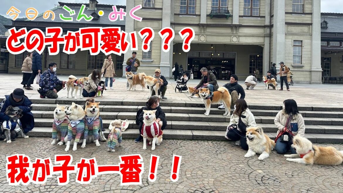どの子が可愛い？？？ 「我が子が一番！！」　今日のごん・みく♡　秋田犬【ごん・みく チャンネル】
