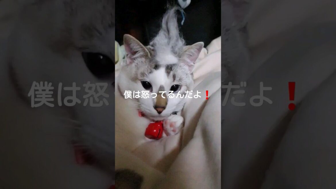 シャム子のズラw