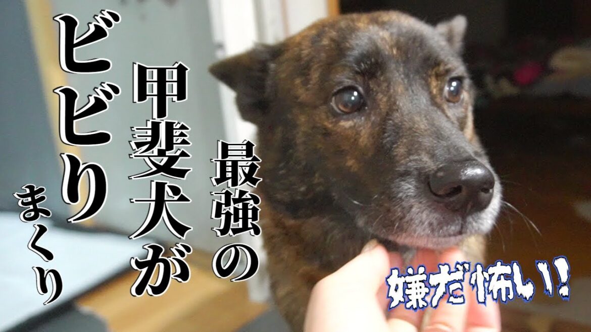 え？これが怖いの？いつもは強気な甲斐犬がビビりまくり！！柴犬は震えまくり！！【柴犬・甲斐犬】