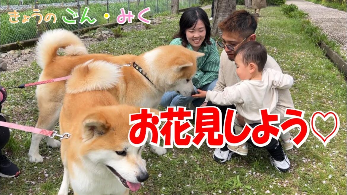 春爛漫♡ お花見しよう♡ 今日のごん・みく♡ 秋田犬【ごん・みく チャンネル】 春爛漫♡ お花見しよう♡ 今日のごん・みく♡ 秋田犬【ごん・みく チャンネル】