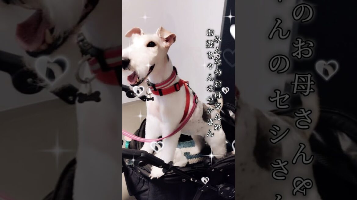 オーナーさんに頂いた写真集　#shorts 、#ワイヤーフォックステリア 、#フォックステリア、#Wire Fox Terrier、#犬の居る暮らし、#Fox Terrier.