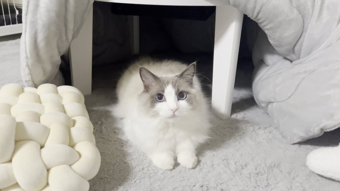 こたつで1日中ラグドール猫とゴロゴロしてたら幸せすぎました。 こたつで1日中ラグドール猫とゴロゴロしてたら幸せすぎました。