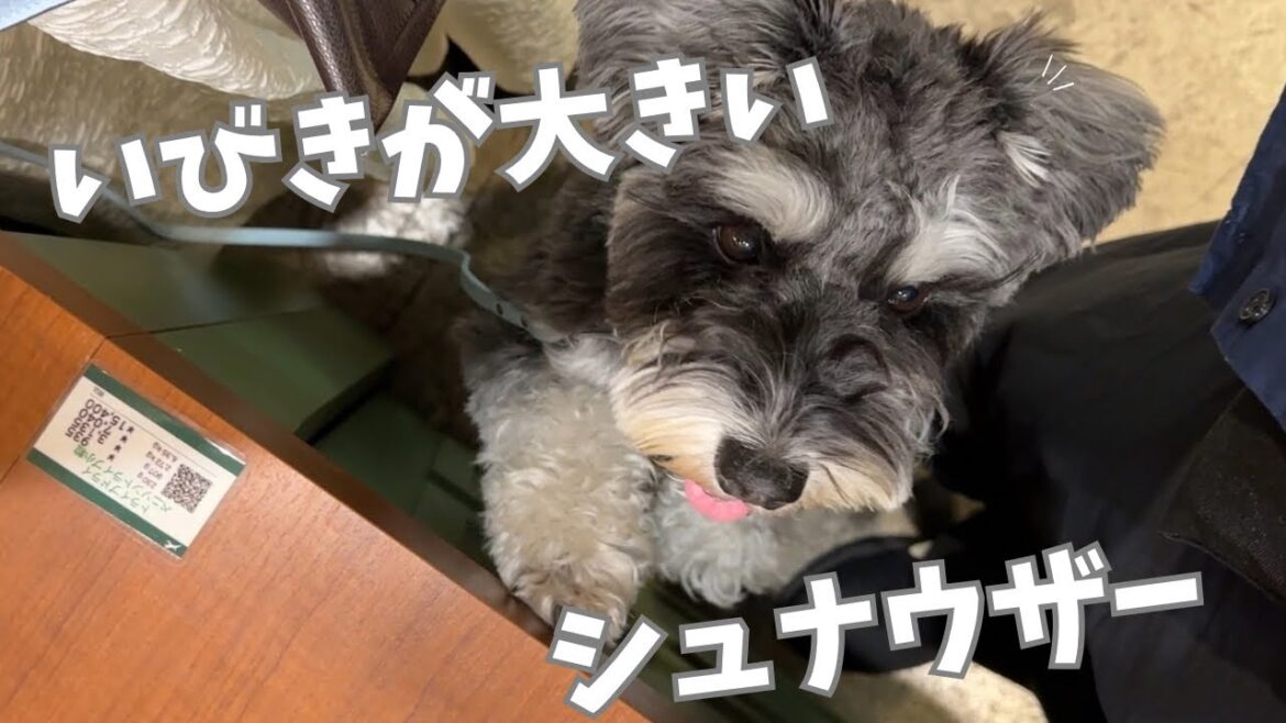 【六本木】ミニチュアシュナウザーと夜桜を見ながらショッピングしたら大きないびきかくほど疲れてた‼︎