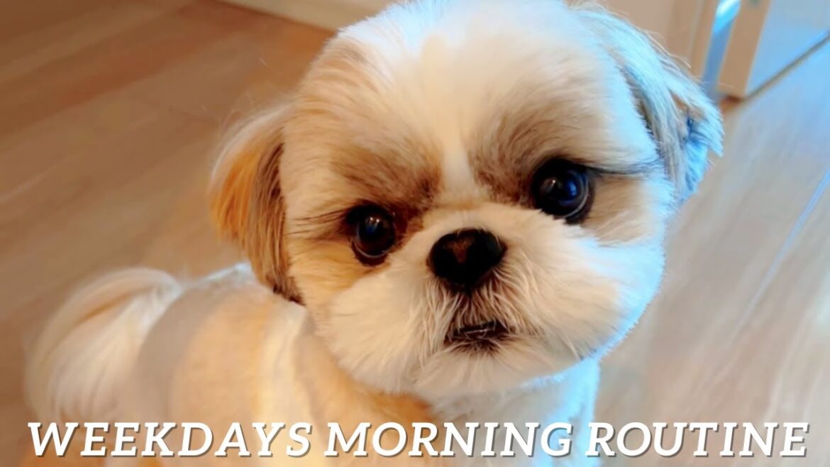 【平日のモーニングルーティーン】シーズーあいすの秘密のルーティーン見てねShihtzu Ice weekdays morning routine