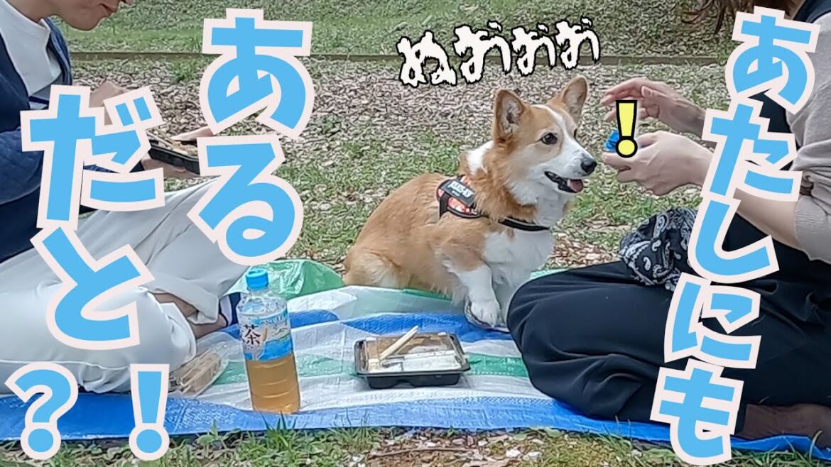 お花見で自分にも弁当があると分かった瞬間のコーギー犬