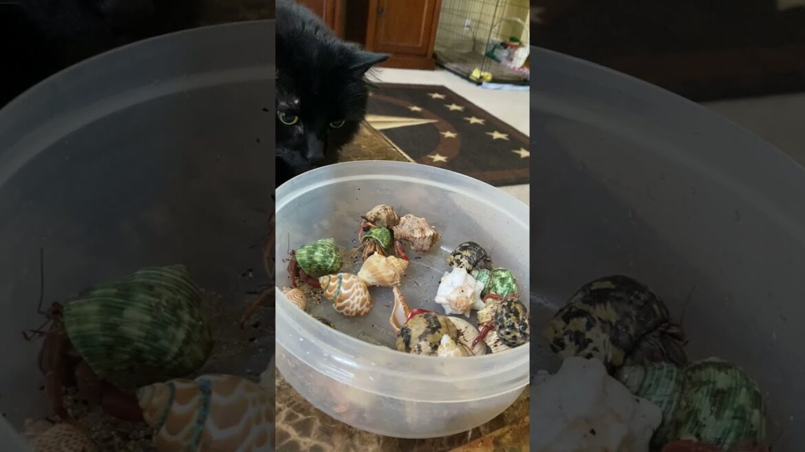 Manx Cats meet Hermit Crabs! #shorts Manx Cats meet Hermit Crabs! #shorts