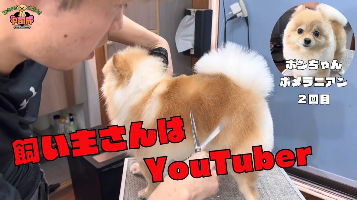 他店では断られていたポメラニアンを全身ハサミ仕上げでトリミング大変身！！