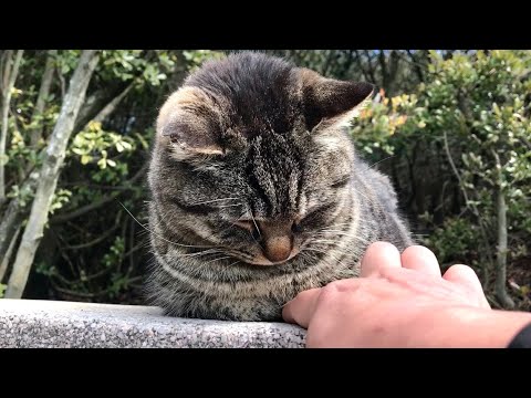 猫の集会、香箱座りの隙間に指を突っ込んでみたらキジトラ猫「は!?」 猫の集会、香箱座りの隙間に指を突っ込んでみたらキジトラ猫「は!?」