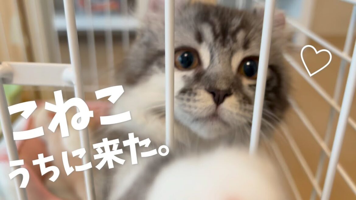 子猫がかわいい!生後3ヶ月の子猫がやってきた初日 猫との初対面 アメリカンカールの男の子 子猫がかわいい!生後3ヶ月の子猫がやってきた初日 猫との初対面 アメリカンカールの男の子