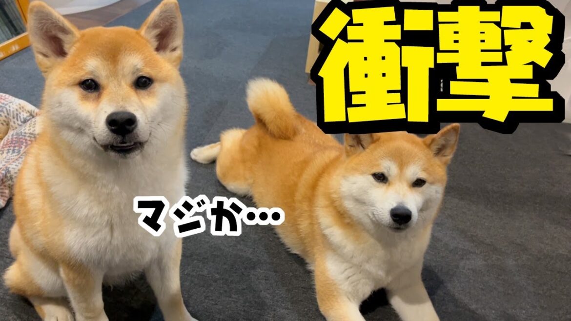 巣立った娘の部屋からとんでもないモノが出てきました…※娘の許可を得ています