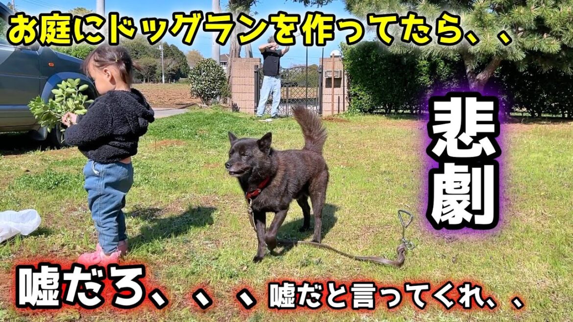 お庭にドッグランを作ろう！と思ったら最悪の結末・・・【甲斐犬一休と猫のしずく】