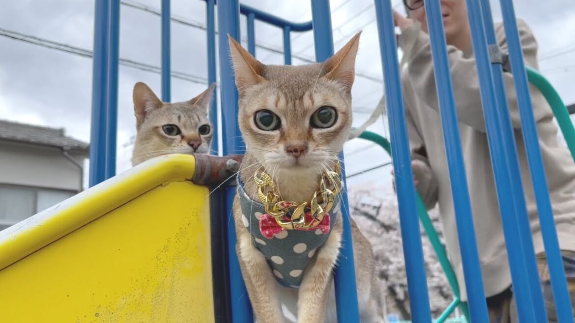 散歩に出掛けたら猫がはしゃぎ過ぎて大変だった
