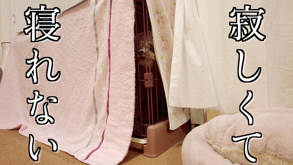 寝たはずの愛犬が寂しくなって起きてしまいました…【トイプードル】 寝たはずの愛犬が寂しくなって起きてしまいました…【トイプードル】