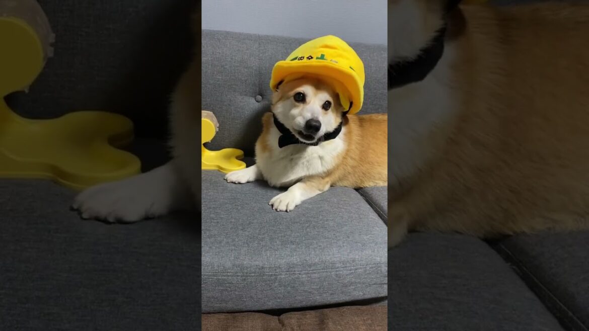 お勤めご苦労様です。 #dog #コーギー #corgi