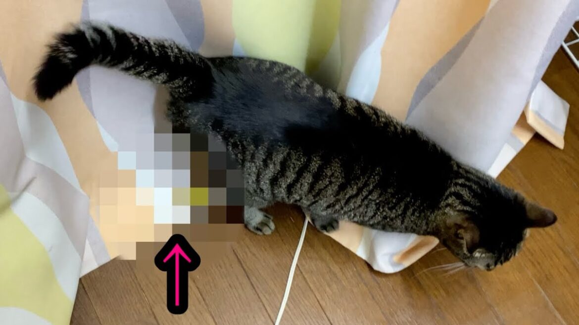 とんでもない事件を起こすキジトラさん… とんでもない事件を起こすキジトラさん…