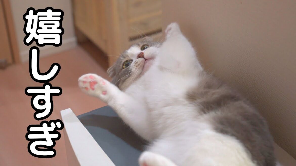 帰宅したら寂しがりなおじ猫がこうなっちゃいました笑