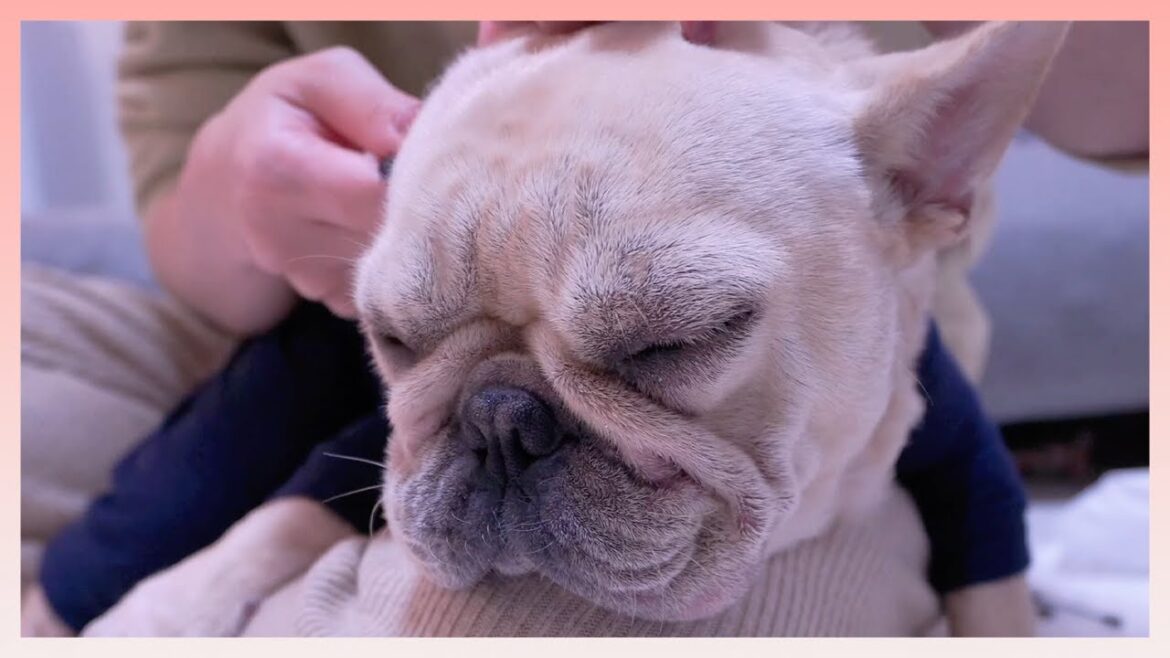 愛犬に耳かきしたら極上すぎてとろけた件について