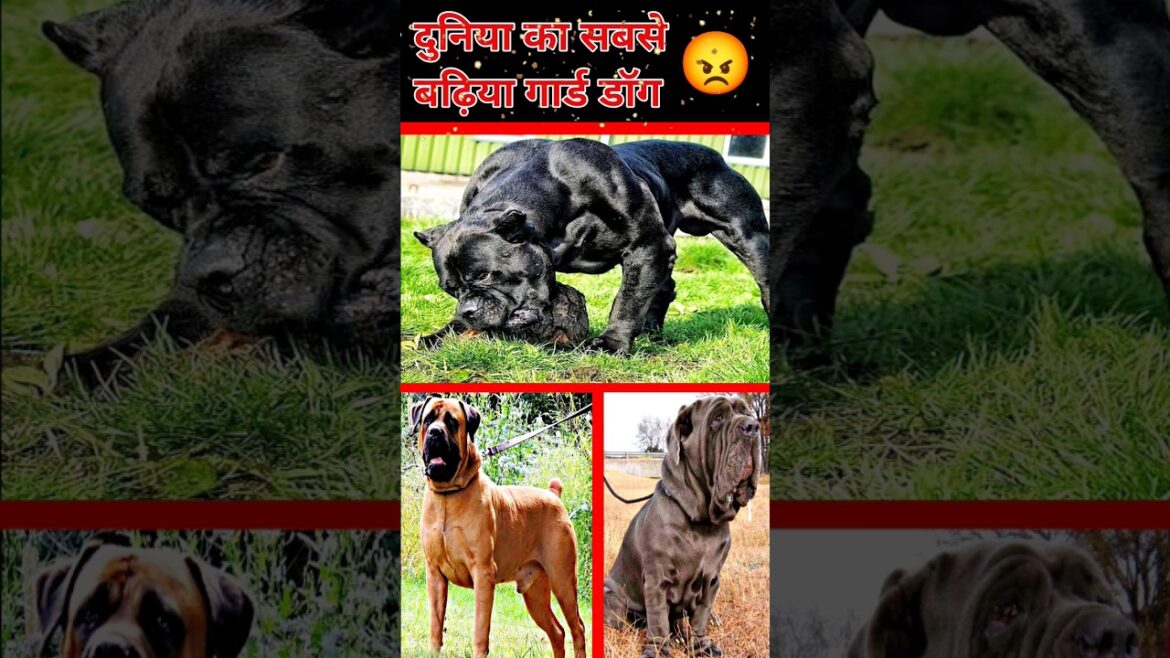 Top 10 Best Guard Dog In The World 😡||#shorts #trending