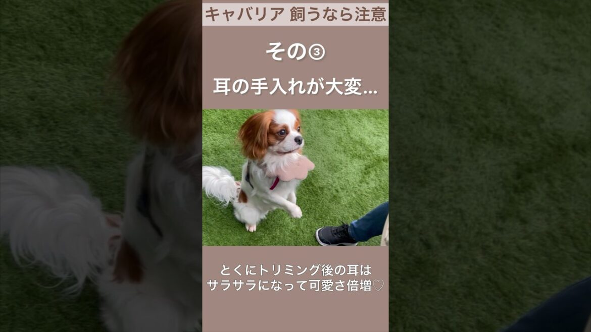 【キャバリア】飼うなら注意！その③ #shorts