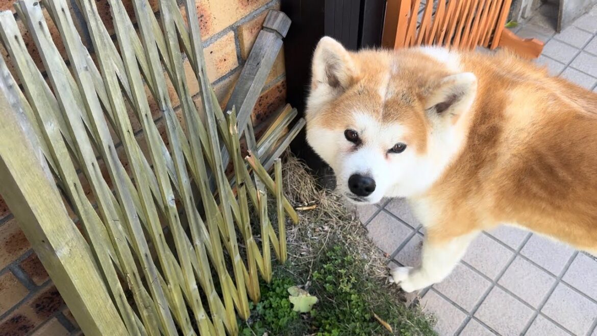 自分が破壊したフェンスを交換してもらっても全く無関心な秋田犬ぱたこ【Akita-inu】@akita-inu-pata